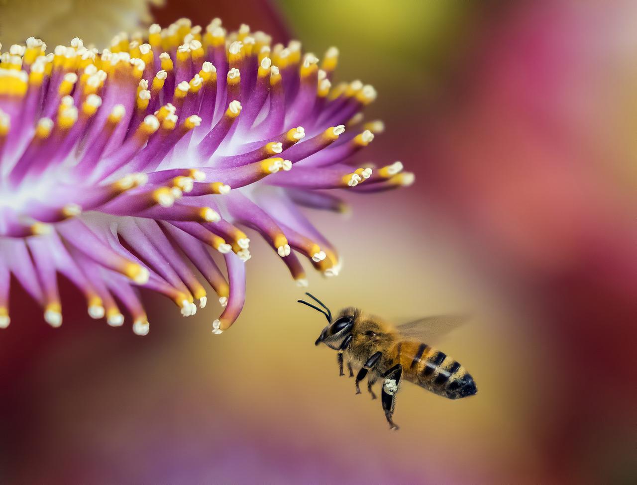 bee, flower, close up-1850116.jpg